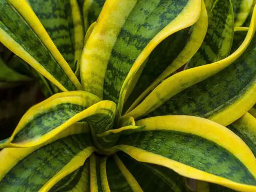 piante-da-interno-creare-un-ambiente-verde-benefico