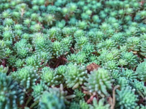 sedum-la-pianta-multifunzionale-per-la-copertura-verde