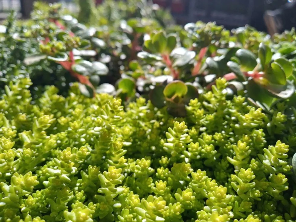 sedum-la-pianta-multifunzionale-per-la-copertura-verde