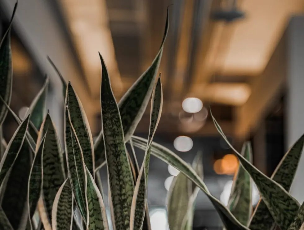 piante-da-interno-creare-un-ambiente-verde-benefico