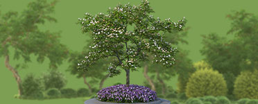 arboricoltura